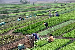 PERTANIAN SEBAGAI BISNIS UNTUK KEUNTUNGAN AGROINDUSTRI